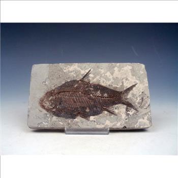 40 Millions Years Old Paleogene Fresh Water Bony Fish Fossil & Certificate