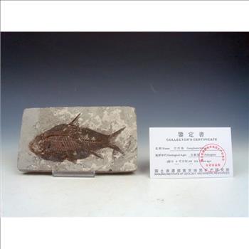 40 Millions Years Old Paleogene Fresh Water Bony Fish Fossil & Certificate