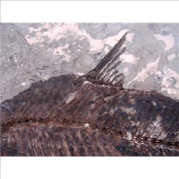 40 Millions Years Old Paleogene Fresh Water Bony Fish Fossil & Certificate
