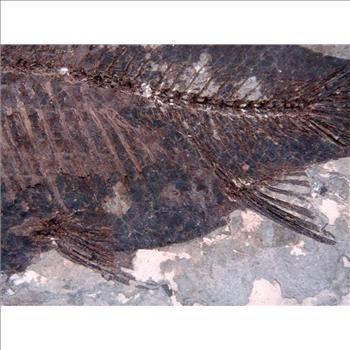 40 Millions Years Old Paleogene Fresh Water Bony Fish Fossil & Certificate
