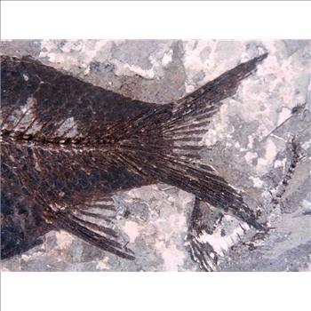 40 Millions Years Old Paleogene Fresh Water Bony Fish Fossil & Certificate