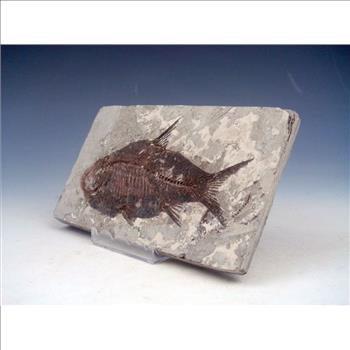 40 Millions Years Old Paleogene Fresh Water Bony Fish Fossil & Certificate