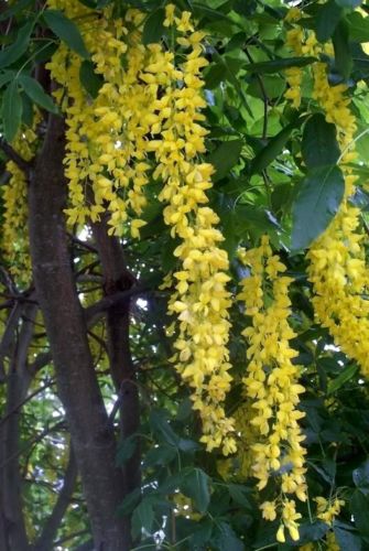 GOLDEN SHOWER TREE Gold Rush Yellow Cassia Fistula Flower 5 Seeds ...