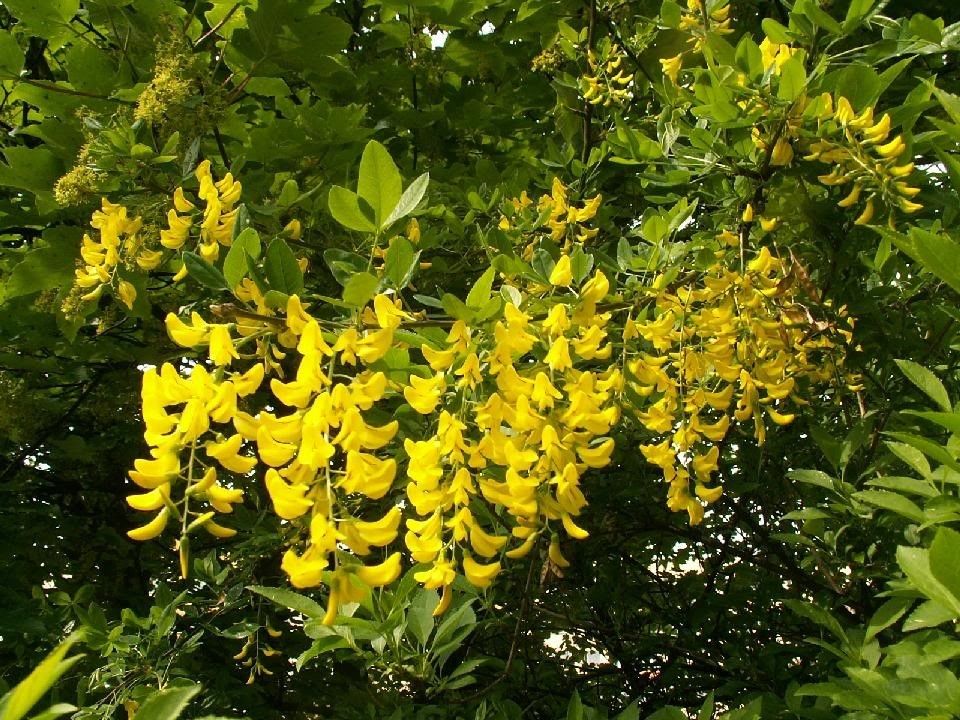 GOLDEN SHOWER TREE Gold Rush Yellow Cassia Fistula Flower 5 Seeds ...