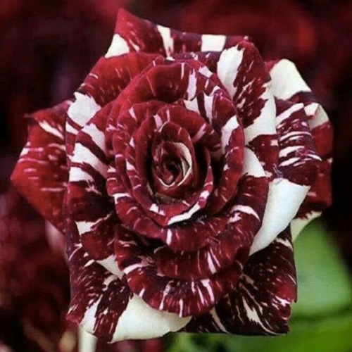 Tiger Stripe Rose-5 Seeds | Property Room