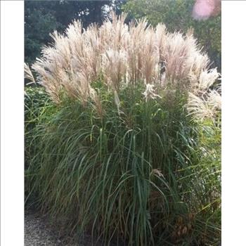 SILVER MAIDEN GRASS Miscanthus Sinensis Perennial Flower 10 Seeds