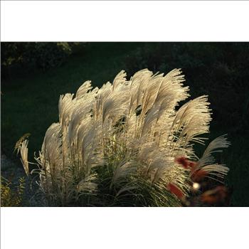 SILVER MAIDEN GRASS Miscanthus Sinensis Perennial Flower 10 Seeds
