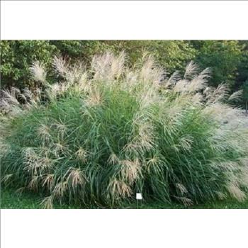 SILVER MAIDEN GRASS Miscanthus Sinensis Perennial Flower 10 Seeds