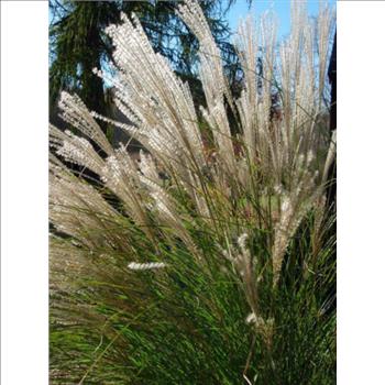 SILVER MAIDEN GRASS Miscanthus Sinensis Perennial Flower 10 Seeds
