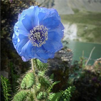 PERSIAN BLUE POPPY Papaver Somniferum Flower 100 Seeds