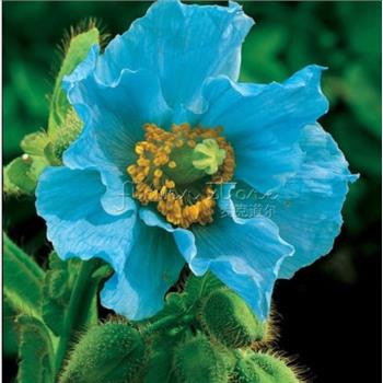 PERSIAN BLUE POPPY Papaver Somniferum Flower 100 Seeds