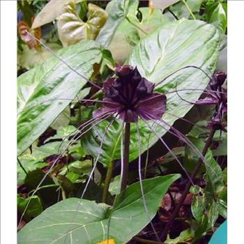 5 BLACK BAT FLOWER Tacca Chantrieri Cat’s Whiskers Devil Flower Seeds