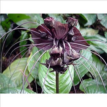 5 BLACK BAT FLOWER Tacca Chantrieri Cat’s Whiskers Devil Flower Seeds