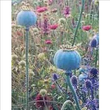 Papaver Somniferum Giganteum Poppies 100 seeds