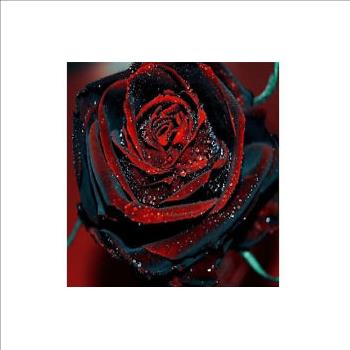 5 True Blood Rose Seeds