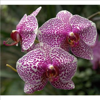 Phalaenopsis Moth Orchid Flower 10 Seeds