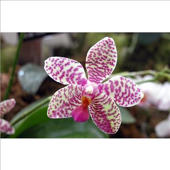 Phalaenopsis Moth Orchid Flower 10 Seeds