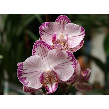 Phalaenopsis Moth Orchid Flower 10 Seeds