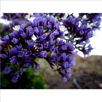 PURPLE STATICE / SEA LAVENDER Limonium Sinuatum Flower 50 Seeds