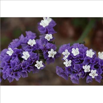 PURPLE STATICE / SEA LAVENDER Limonium Sinuatum Flower 50 Seeds