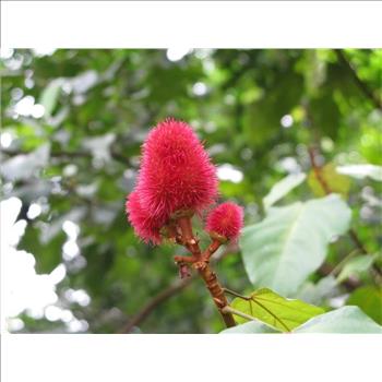 ANNATTO TREE Lipstick Plant Evergreen Flower 50 Seeds