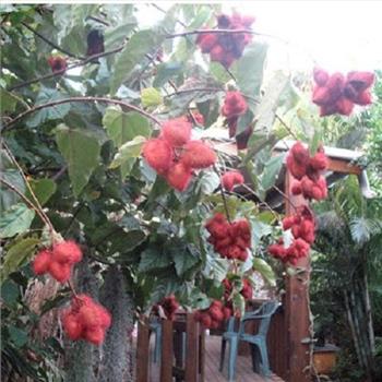 ANNATTO TREE Lipstick Plant Evergreen Flower 50 Seeds