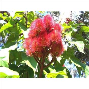 ANNATTO TREE Lipstick Plant Evergreen Flower 50 Seeds