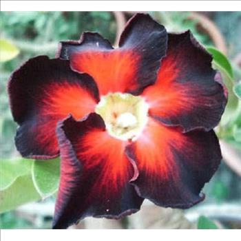 Adenium obesum Desert Rose hybrid 'Black Fire' 10 Fresh Seeds
