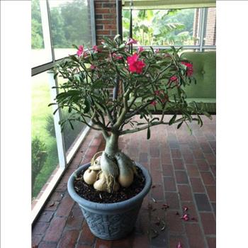 Adenium obesum Desert Rose hybrid 'Black Fire' 10 Fresh Seeds
