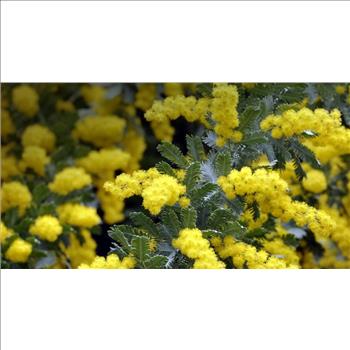 GOLDEN MIMOSA Acacia Baileyana Yellow Wattle Tree Flower 10 Seeds