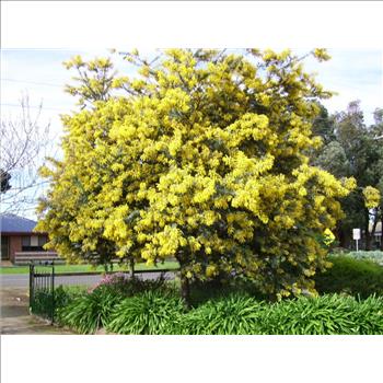GOLDEN MIMOSA Acacia Baileyana Yellow Wattle Tree Flower 10 Seeds