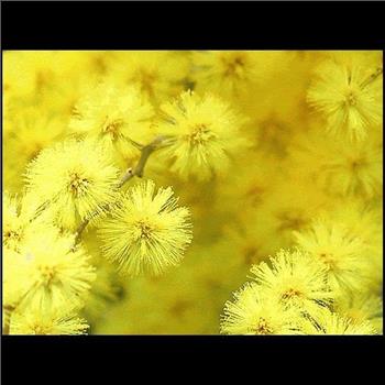 GOLDEN MIMOSA Acacia Baileyana Yellow Wattle Tree Flower 10 Seeds