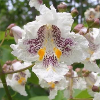 50 NORTHERN CATALPA TREE Indian Cigar Flower Seeds
