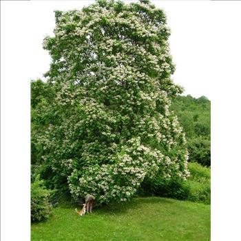 50 NORTHERN CATALPA TREE Indian Cigar Flower Seeds