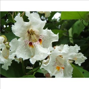 50 NORTHERN CATALPA TREE Indian Cigar Flower Seeds