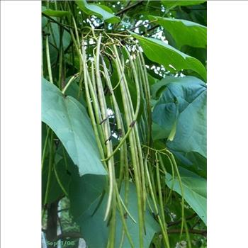 50 NORTHERN CATALPA TREE Indian Cigar Flower Seeds