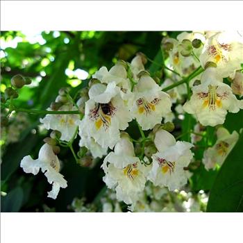 50 NORTHERN CATALPA TREE Indian Cigar Flower Seeds