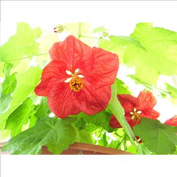 10 FLOWERING MAPLE TREE SHRUB Chinese Bell Flower Seeds