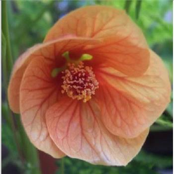 10 FLOWERING MAPLE TREE SHRUB Chinese Bell Flower Seeds