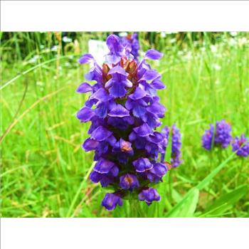 Heal All Self Heal Prunella Vulgaris Purple Herb Flower  50 Seeds