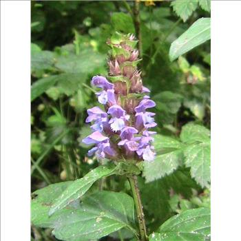 Heal All Self Heal Prunella Vulgaris Purple Herb Flower  50 Seeds