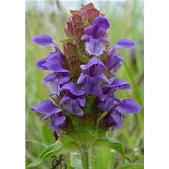 Heal All Self Heal Prunella Vulgaris Purple Herb Flower  50 Seeds