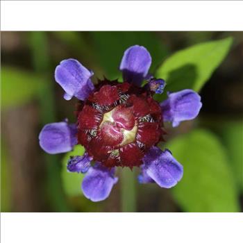 Heal All Self Heal Prunella Vulgaris Purple Herb Flower  50 Seeds