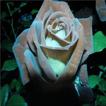 Chocolate Mint Rose Bush 5 Seeds