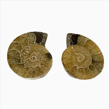 Natural Genuine Ammonite Fossils Set - Loose Stone