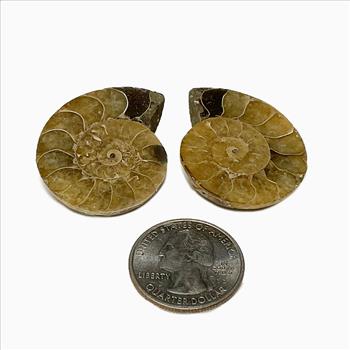 Natural Genuine Ammonite Fossils Set - Loose Stone