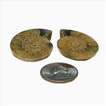 Natural Genuine Ammonite Fossils Set - Loose Stone