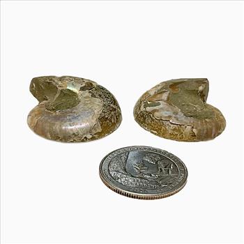 Natural Genuine Ammonite Fossils Set - Loose Stone