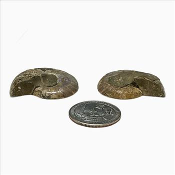 Natural Genuine Ammonite Fossils Set - Loose Stone