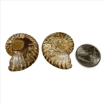 (2) Natural Genuine Ammonite Fossil  - Loose Stone